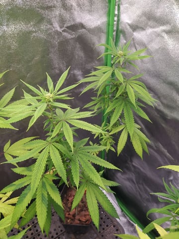 Pren seeds from brazil — flower, day 2