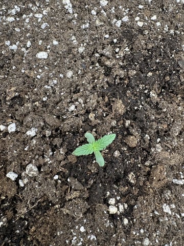 My First Grow — vegetative, day 6