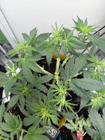 Midsummer Outdoor — vegetative, day 29