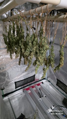 Grow #1 — harvest, day 124