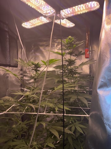 July plants of 26