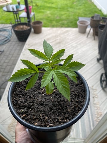 queen of soul X cap junky  — seedling_rooting, day 26