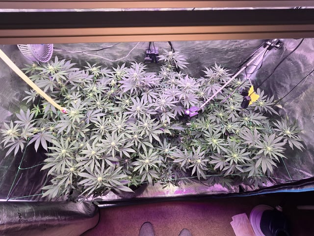 4 strains in 1 tent — flower, day 83