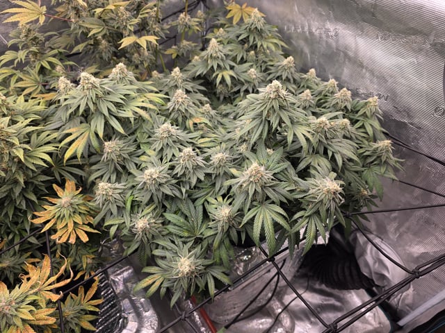 Grow #1 — flower, day 103