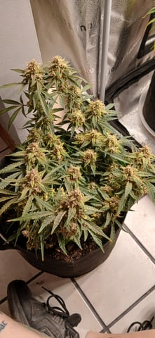 tzar cheese — harvest, day 40