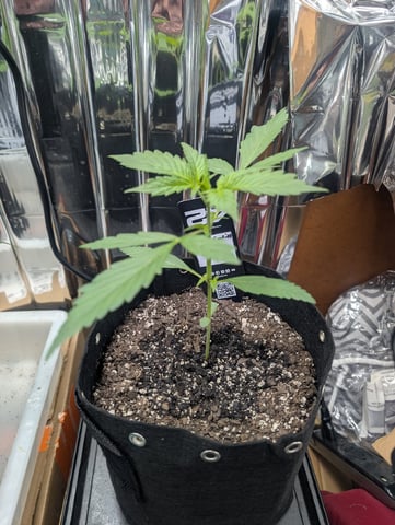 Zkittlez (Auto) — vegetative, day 41