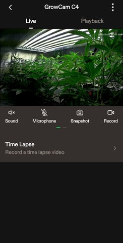 3rd Auto Grow — vegetative, day 55