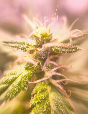 pineapple Express  — flower, day 16