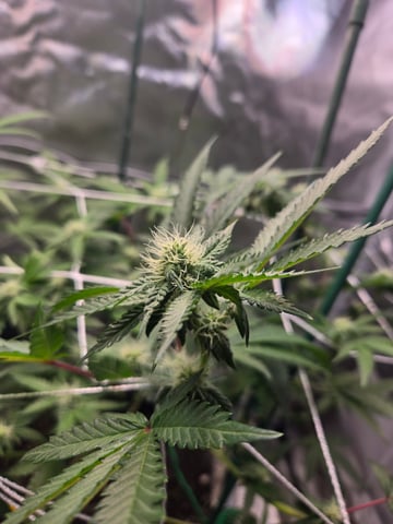 Looking for advice! — flower, day 66