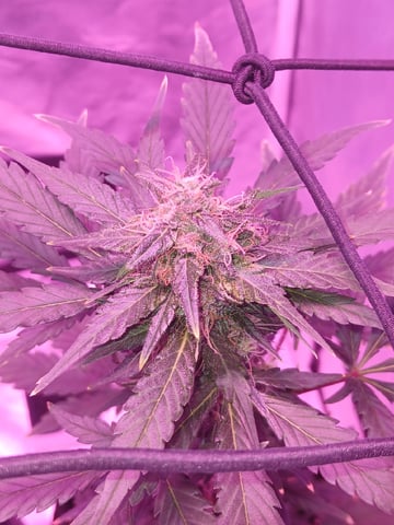 CountryG  — seedling_rooting, day 53