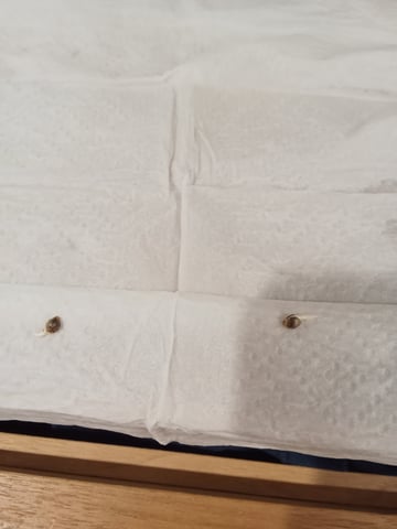 Lemon Cherry Cookies Auto  — seedling_rooting, day 1