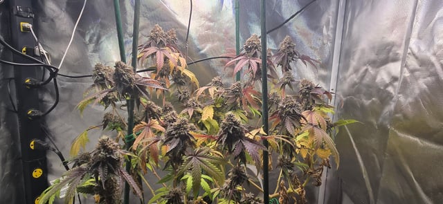 Looking for advice! — flower, day 104