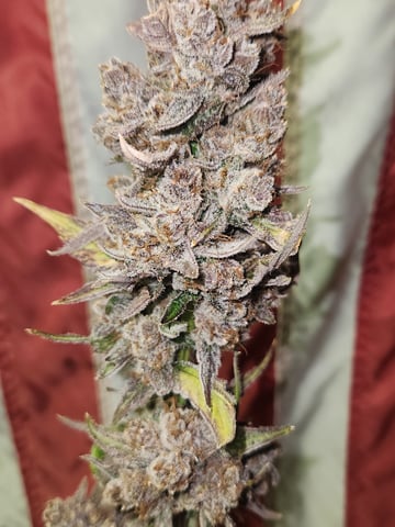 Mephisto Apple Crush and Pop tart OG in Nature's Living Soil.  — flower, day 89