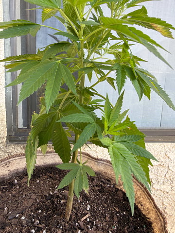 Sour Glue — flower, day 33
