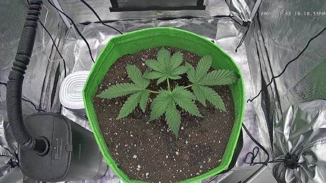 FastBuds Photo-Lemon Mandarin  — vegetative, day 25