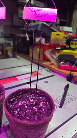 3 Strains — grow_setup, day 1