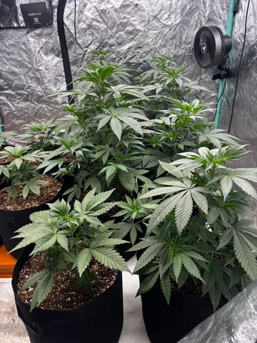 PKB remix/PotG — vegetative, day 49