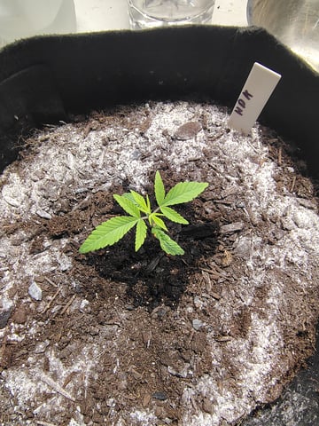 Hindu Kush — grow_setup, day 18