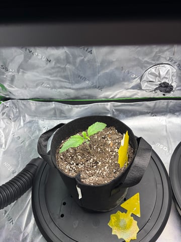 Fall 2025 Grow — seedling_rooting, day 13