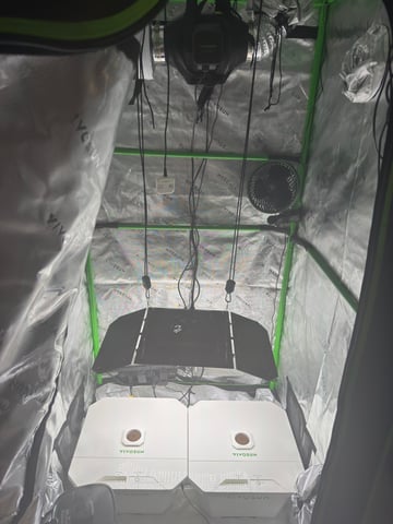 Gelato x Purple Punch / Forbidden Fruit Autos — grow_setup, day 1