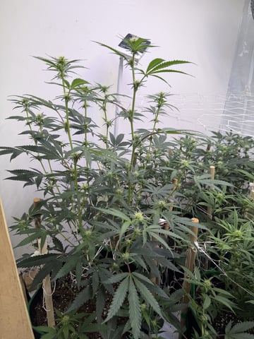 Indoor Grow  — flower, day 158