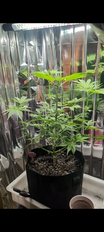 B E A utiful  — flower, day 63