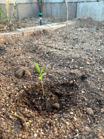 new seeds grow #2 — seedling_rooting, day 13