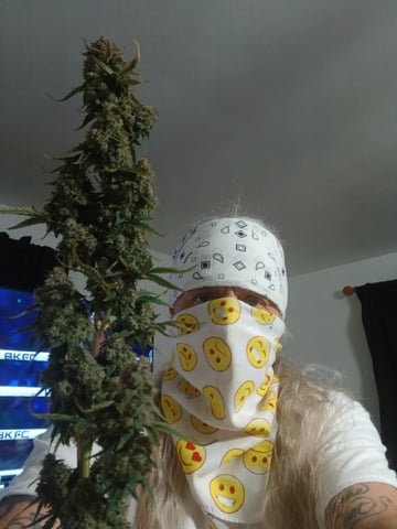 Cornucopia of Cannabis — harvest, day 25