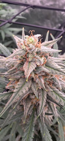 first grow — flower, day 32