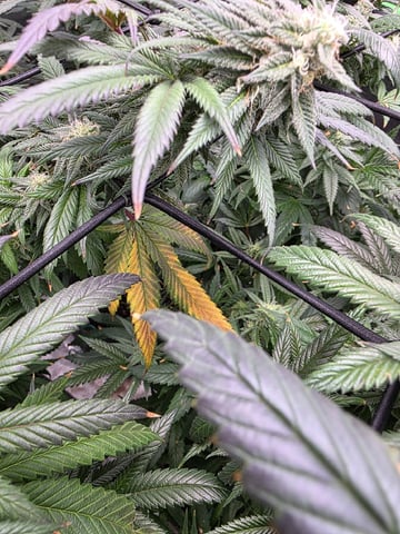 Photo's — flower, day 38