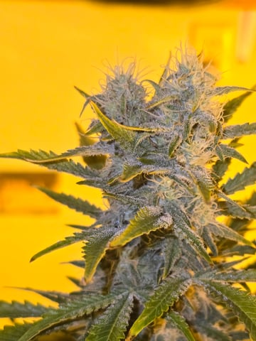 2nd Autoflower Indoor Grow — flower, day 65