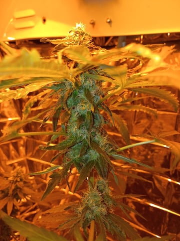 first grow — flower, day 35