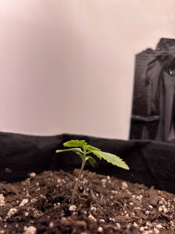 My First Grow — vegetative, day 14