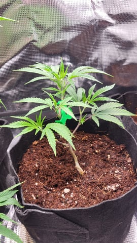 2x2x4 — vegetative, day 48