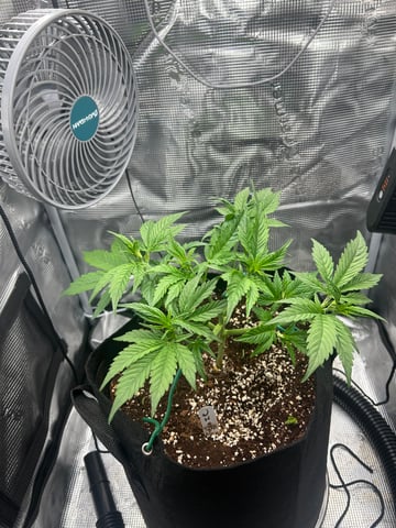 sticking to basics second grow — flower, day 20