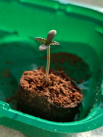 My First Grow 🪴 April '26 — seedling_rooting, day 5