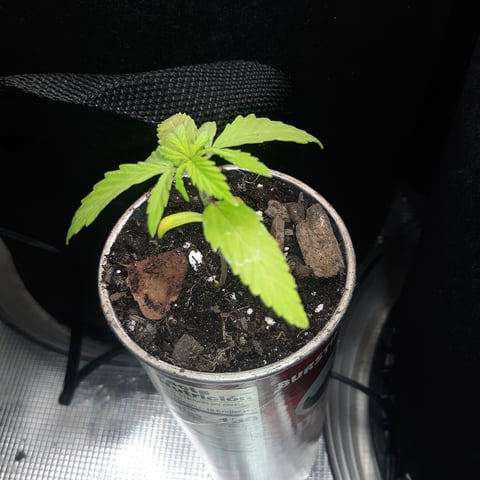 Next Attempt  — germination, day 12