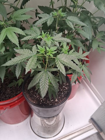 S&D  First Grow