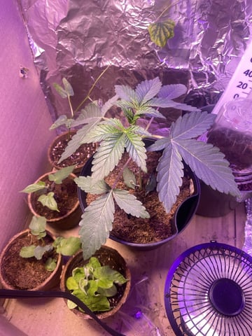 Plant 2 — vegetative, day 28