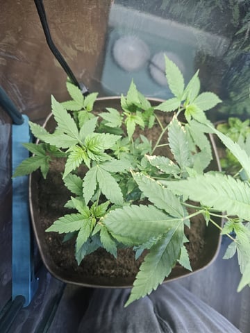 Blue Jamacian (Jess) — vegetative, day 148