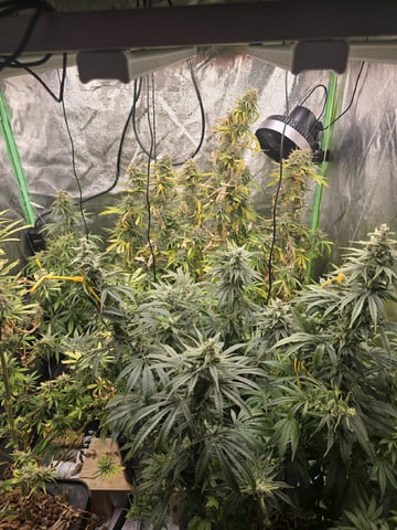 Growing — flower, day 127