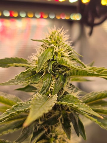 Northern lights #10 2nd plant (Selkies) — flower, day 72