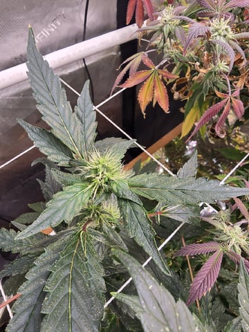 Glookies by Barneys Farm — flower, day 71