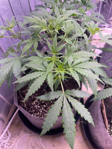 FIRST AUTO RUN — auto, day 1