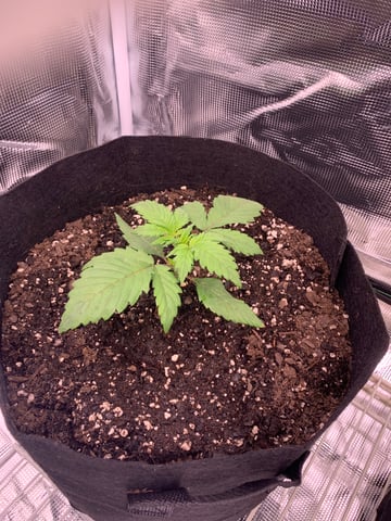 1 — vegetative, day 18