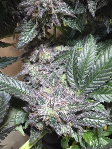 Divine Gelato 3 x Blue Zushi x 44 Photo — harvest, day 111