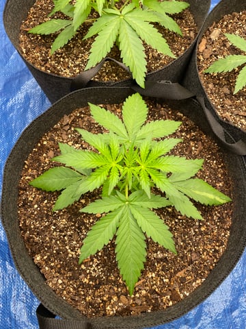 Banana Kush Auto Seed Supreme — vegetative, day 20