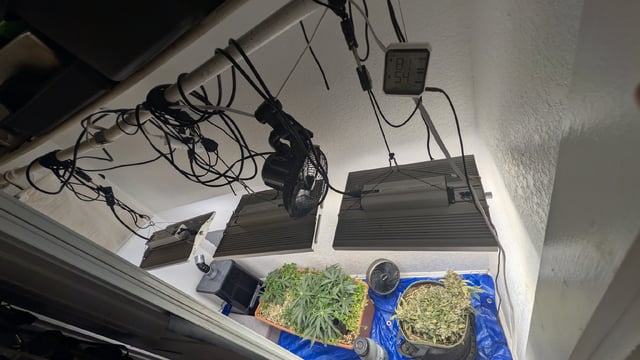Quick Auto Summer Grow — vegetative, day 23