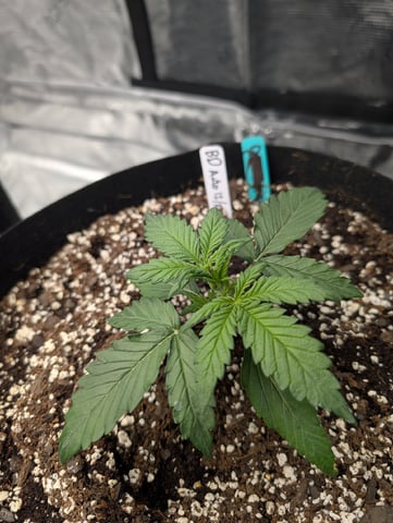 first grow - autoflower — vegetative, day 34
