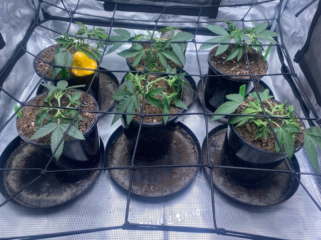 Solfire Gardens Grow — vegetative, day 33